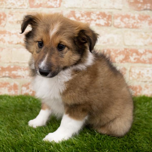 Sheltie-DOG-Female-Sable / White-7099-Petland Monroeville, PA