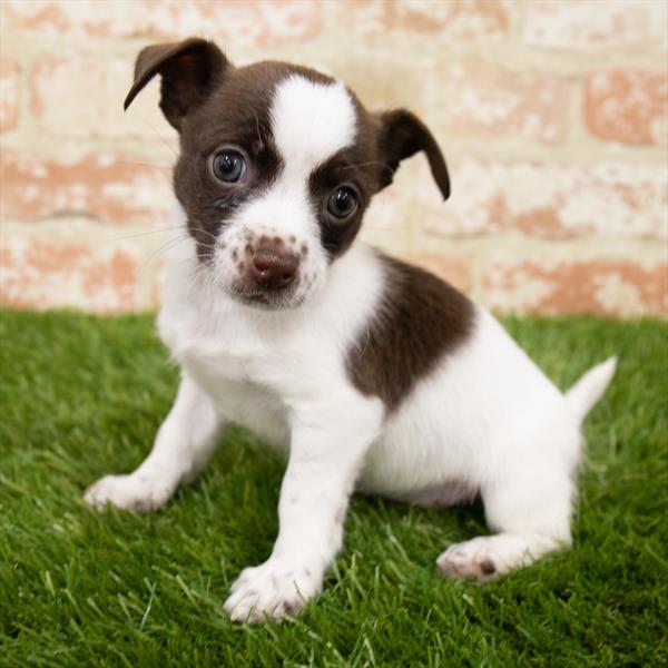 Chiweenie-DOG-Female-Chocolate-7102-Petland Monroeville, PA