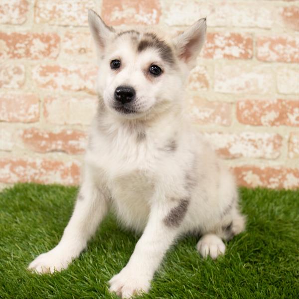 Pomsky-DOG-Male-Red Merle-7103-Petland Monroeville, PA