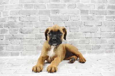 Boxel-DOG-Female-Fawn-7121-Petland Monroeville, PA