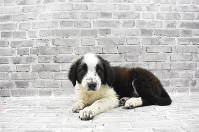 English Shepherd-DOG-Female-Black and White-7122-Petland Monroeville, PA