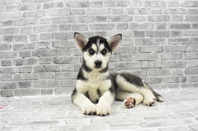 Siberian Husky-DOG-Female-Black and White-7123-Petland Monroeville, PA