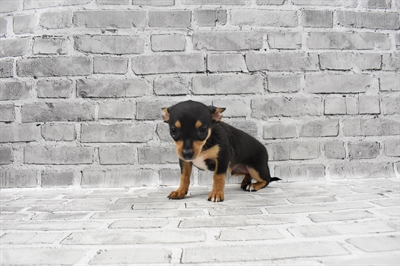 Chihuahua-DOG-Male-Black and Tan-7124-Petland Monroeville, PA