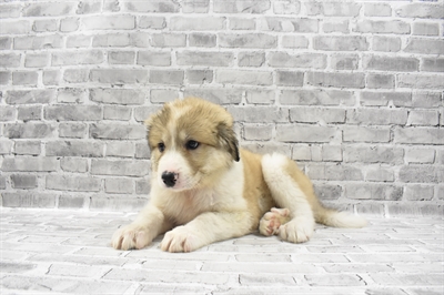 Great Pyrenees-Anatolian-DOG-Female-White and Apricot-7125-Petland Monroeville, PA