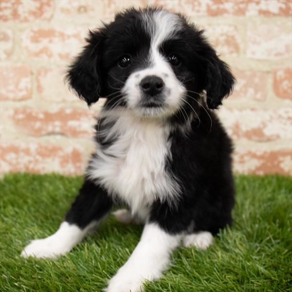 Miniature Australian Shepherd-DOG-Female-Black / White-7126-Petland Monroeville, PA