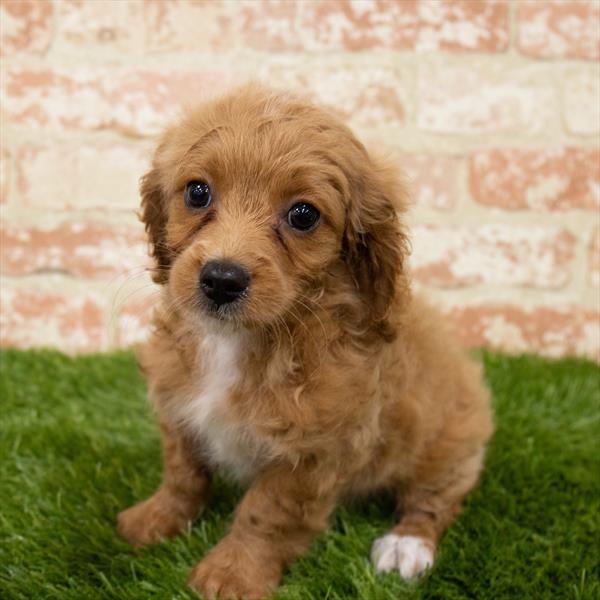 Cavapoo-DOG-Male-Red-7127-Petland Monroeville, PA