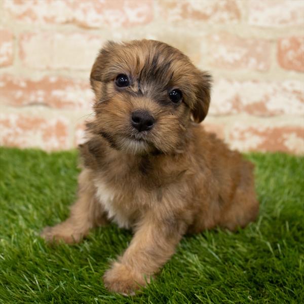 Yorkie-DOG-Female-Black / Tan-7128-Petland Monroeville, PA