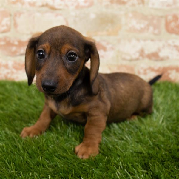 Dachshund-DOG-Male-Wild Boar-7129-Petland Monroeville, PA