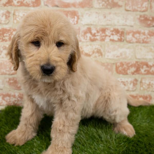 Goldendoodle-DOG-Female-Golden-7130-Petland Monroeville, PA