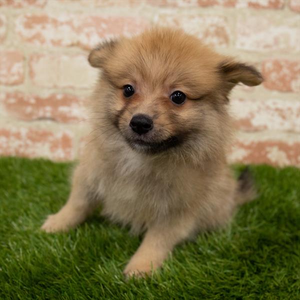 Pomeranian-DOG-Male-Sable-7131-Petland Monroeville, PA
