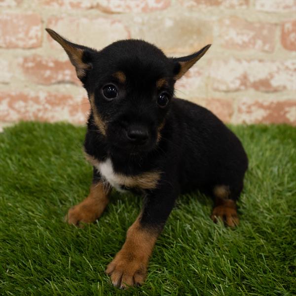 Yorkie-Rat Terrier-DOG-Male-Black / Tan-7132-Petland Monroeville, PA