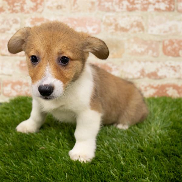 Pembroke Welsh Corgi-DOG-Female-Red / White-7133-Petland Monroeville, PA