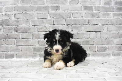 Miniature Australian Shepherd-DOG-Male-Black White and Brown-7145-Petland Monroeville, PA