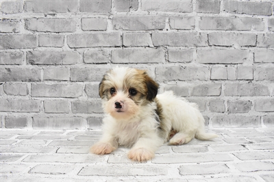 Shorkie-DOG-Male-Gold and White-7146-Petland Monroeville, PA