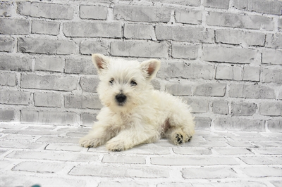 West Highland White Terrier-DOG-Female-White-7147-Petland Monroeville, PA