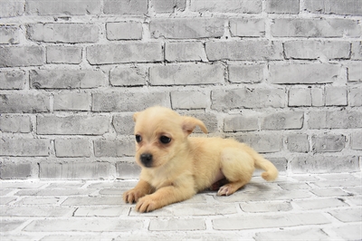 Jackapoo-DOG-Female-Cream-7148-Petland Monroeville, PA