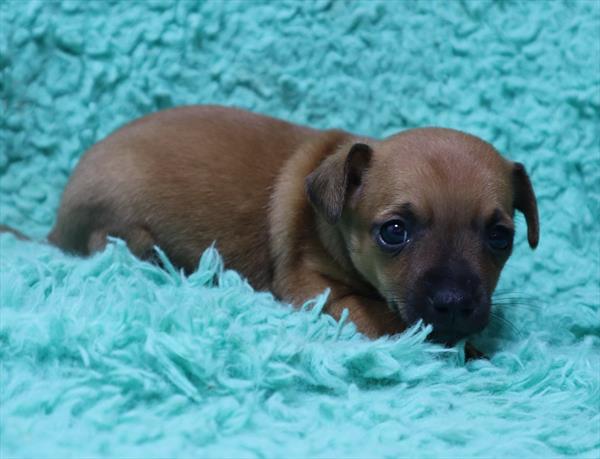 Chiweenie-DOG-Male-Red-7149-Petland Monroeville, PA