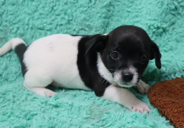 Cheagle-Rat Terrier-DOG-Male-White / Black-7150-Petland Monroeville, PA