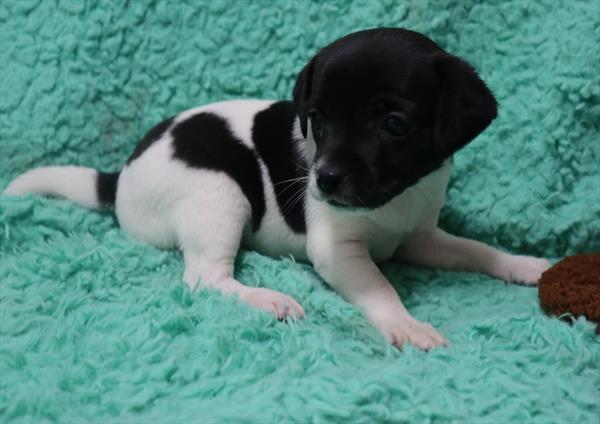 Cheagle-Rat Terrier-DOG-Female-White / Black-7151-Petland Monroeville, PA