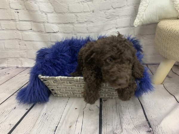 Aussiedoodle-DOG-Male-Brown-7156-Petland Monroeville, PA