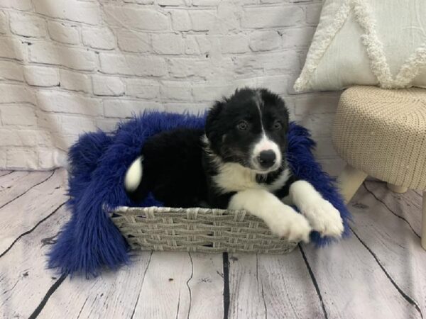 Border Collie-DOG-Male-Black and White-7157-Petland Monroeville, PA