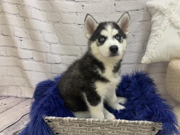 Siberian Husky-DOG-Male-Black and White-7159-Petland Monroeville, PA