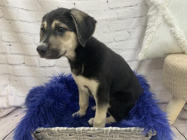 Great Pyrenees/Catahoula-DOG-Female-Black and Brown-7162-Petland Monroeville, PA