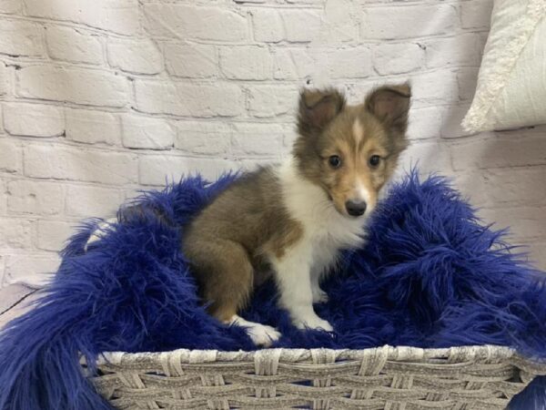Sheltie-DOG-Male-Sable and White-7161-Petland Monroeville, PA
