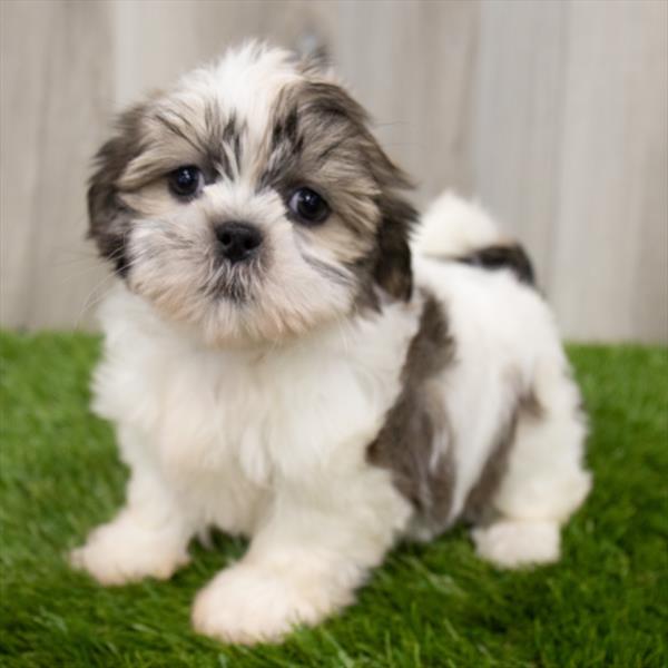 Shih Tzu-DOG-Female-Gold / White-7170-Petland Monroeville, PA
