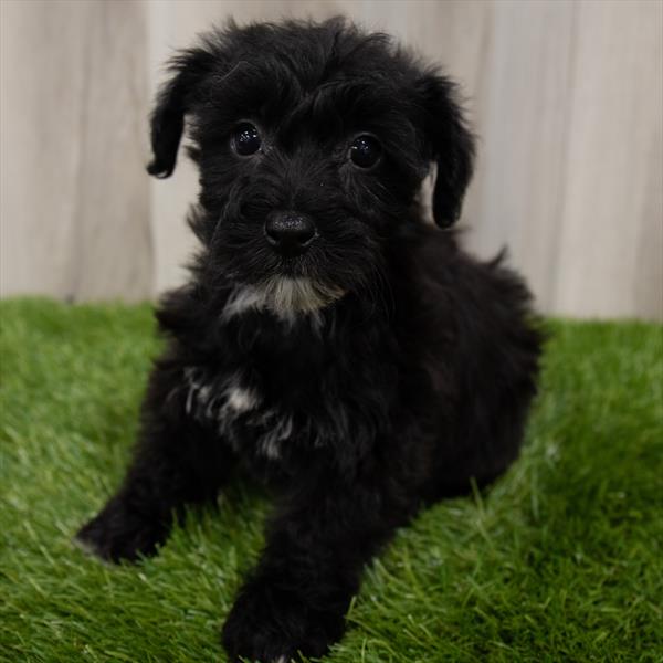 Yorkie-Poo-DOG-Female-Black-7171-Petland Monroeville, PA