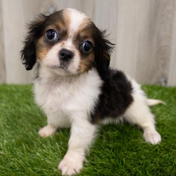 Cockalier-DOG-Male-Black White / Tan-7173-Petland Monroeville, PA