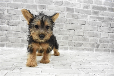 Silky Terrier-DOG-Male-Black and Tan-7190-Petland Monroeville, PA