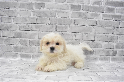 Teddy Bear-DOG-Female-Gold and White-7191-Petland Monroeville, PA