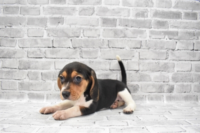 Beagle-DOG-Female-Black Brown and White-7192-Petland Monroeville, PA
