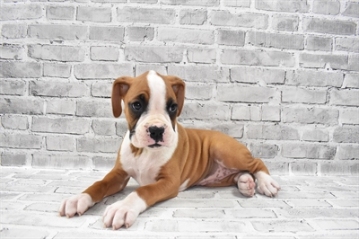 Boxer-DOG-Female-Fawn-7194-Petland Monroeville, PA