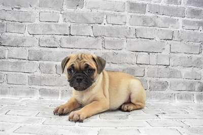Puggle-DOG-Male-Fawn-7195-Petland Monroeville, PA