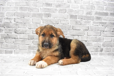 German Shepherd-DOG-Female-Black and Tan-7196-Petland Monroeville, PA