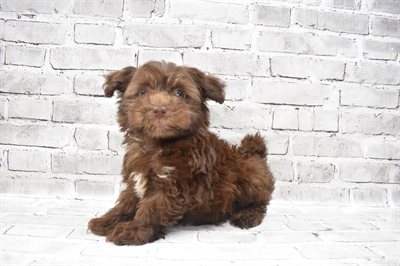 Havanese-DOG-Female-Chocolate-7211-Petland Monroeville, PA
