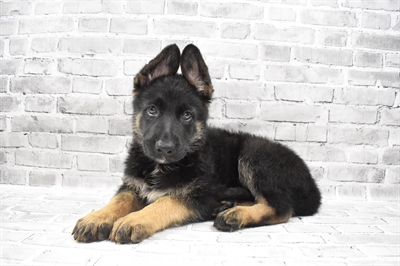 German Shepherd-DOG-Male-Black and Tan-7212-Petland Monroeville, PA