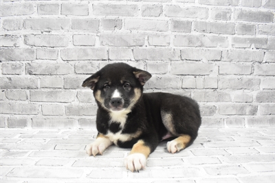 Shiba Inu-DOG-Male-Black and Tan-7213-Petland Monroeville, PA