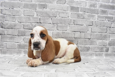 Basset Hound-DOG-Male-White and Red-7214-Petland Monroeville, PA