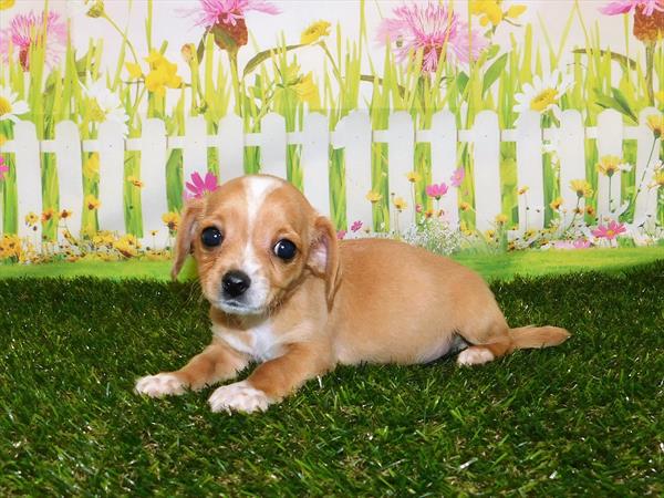Chihuahua-Cocker-DOG-Male-Buff-7215-Petland Monroeville, PA