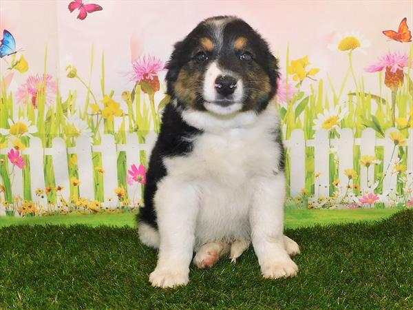 Australian-Heeler-DOG-Male-Black Tan / White-7216-Petland Monroeville, PA