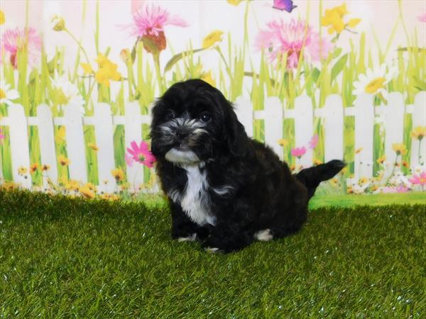 ShizaPoo-DOG-Male-Brindle-7217-Petland Monroeville, PA