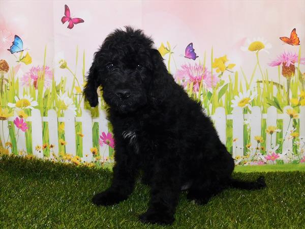Goldendoodle-DOG-Male-Black-7218-Petland Monroeville, PA