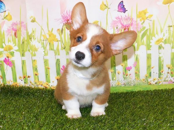 Pembroke Welsh Corgi-DOG-Male-Sable / White-7219-Petland Monroeville, PA