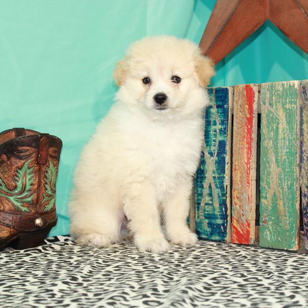Eski-poo-DOG-Male-White / Cream-7220-Petland Monroeville, PA