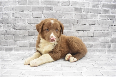 Australian Shepherd-DOG-Female-Red-7237-Petland Monroeville, PA