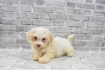 Havanese-DOG-Male-Cream-7239-Petland Monroeville, PA