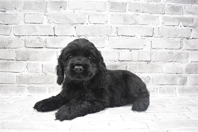 Cocker Spaniel-DOG-Male-Black-7240-Petland Monroeville, PA